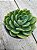 Echeveria dentra jam - Imagem 2