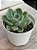 Echeveria dentra jam - Imagem 2