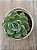 Echeveria dentra jam - Imagem 3