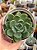 Echeveria dentra jam - Imagem 1