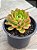 Echeveria dentra jam - Imagem 2