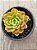 Echeveria dentra jam - Imagem 3