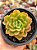 Echeveria dentra jam - Imagem 1