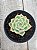 Echeveria silhouette - Imagem 1