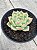 Echeveria silhouette - Imagem 2