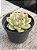 Echeveria silhouette - Imagem 2