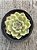 Echeveria silhouette - Imagem 3