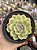 Echeveria silhouette - Imagem 1