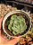 Echeveria silver river reversa - Imagem 1