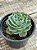 Echeveria silver river reversa - Imagem 2