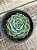 Echeveria silver river reversa - Imagem 1