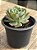 Echeveria silver river reversa - Imagem 2