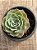 Echeveria silver river reversa - Imagem 3