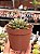 Echeveria parvinha - Imagem 2