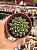 Echeveria parvinha - Imagem 1