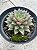 Echeveria ‘belle etoile’ híbrida purpusorum - Imagem 2