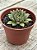 Echeveria parvinha - Imagem 2