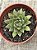 Echeveria parvinha - Imagem 3