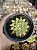 Echeveria parvinha - Imagem 1