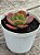 Echeveria enfant reversa - Imagem 2