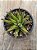Haworthia fasciata - Imagem 3