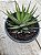 Haworthia fasciata - Imagem 2