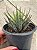 Haworthia fasciata - Imagem 3