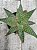 Aloe 05 - Imagem 1
