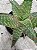 Aloe 05 - Imagem 2