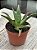 Aloe 05 - Imagem 3
