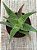Aloe 05 - Imagem 4