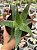 Aloe 05 - Imagem 1
