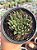 Aloe aristata - Imagem 1
