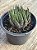 Aloe aristata - Imagem 2