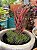 Haworthia reinwardtii var zebrina - Imagem 2