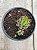 Haworthia reinwardtii var zebrina - Imagem 3