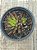 Haworthia reinwardtii var zebrina - Imagem 4