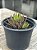 Haworthia reinwardtii var zebrina - Imagem 3