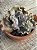 Echeveria hazak G - Imagem 4