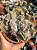 Echeveria hazak G - Imagem 1