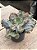 Echeveria hazak G - Imagem 3