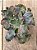 Echeveria hazak G - Imagem 4