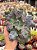 Echeveria hazak G - Imagem 1