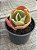 Echeveria midori - Imagem 3