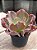Echeveria delphynus G (SEM RAIZ) - Imagem 2