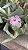 Oscularia caulescens (Importada Chile) - Imagem 2