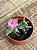 Oscularia caulescens (Importada Chile) - Imagem 2