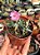 Oscularia caulescens (Importada Chile) - Imagem 1