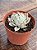 Echeveria elegans - Imagem 2