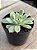 Echeveria elegans - Imagem 2